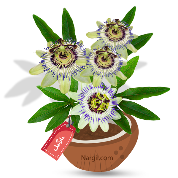 Nargil_Passiflora Edulis